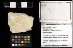 Foto (Objekt + Etiketten) von Goniodromites sp. 